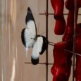 Globes papillons rouges et coraux