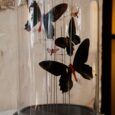 Globes papillons rouges et coraux