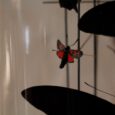 Globes papillons rouges et coraux