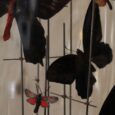 Globes papillons rouges et coraux