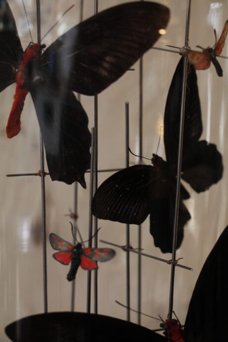 dealeuse-boutique-decoration-mobilier-luminaires-luminaire-vases-vase-lampes-lampe-laiton-marbre-vintage-curiosite-curiosites-globe-papillon-papillons-paris